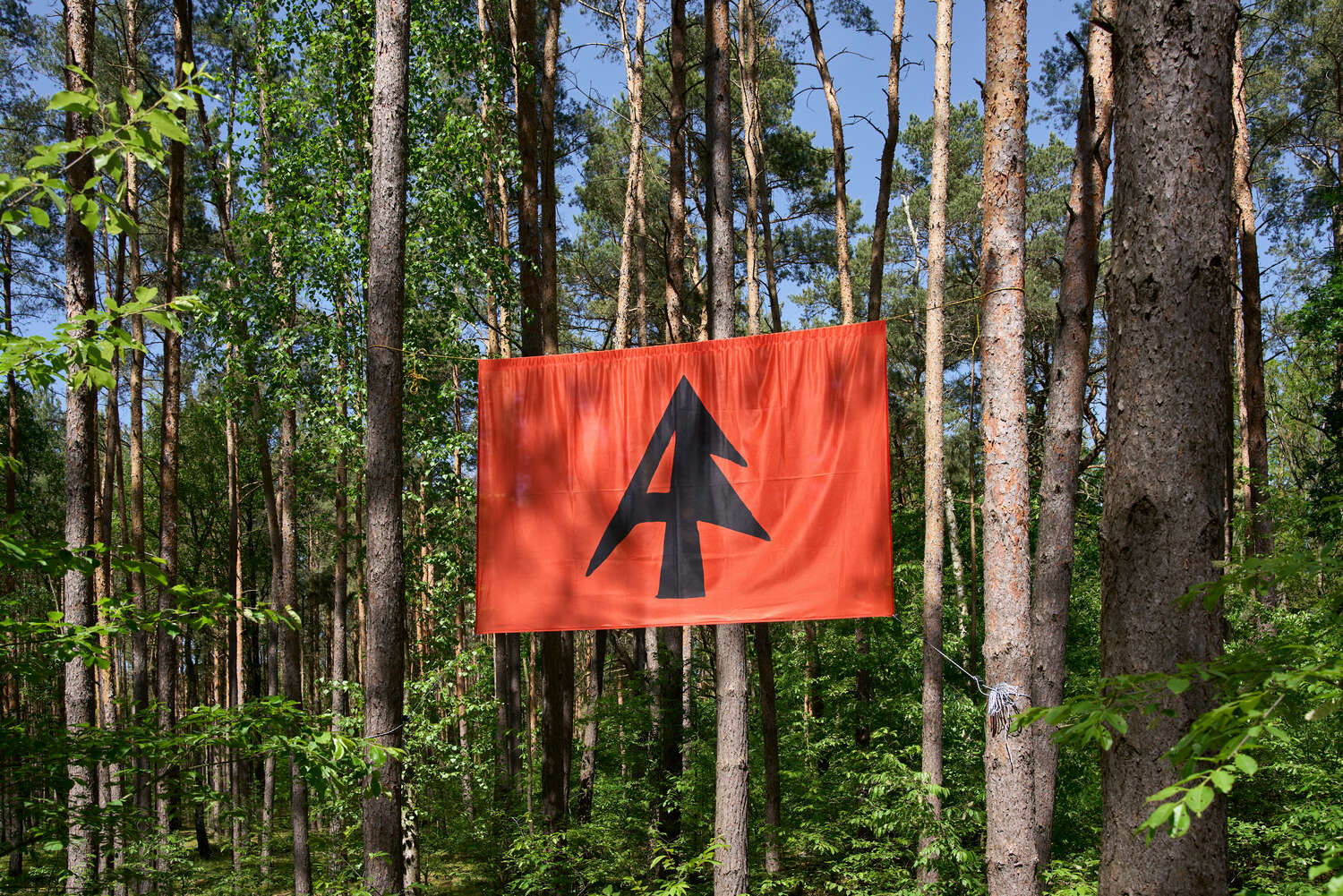 Autonomous Forest (2025–ongoing)
