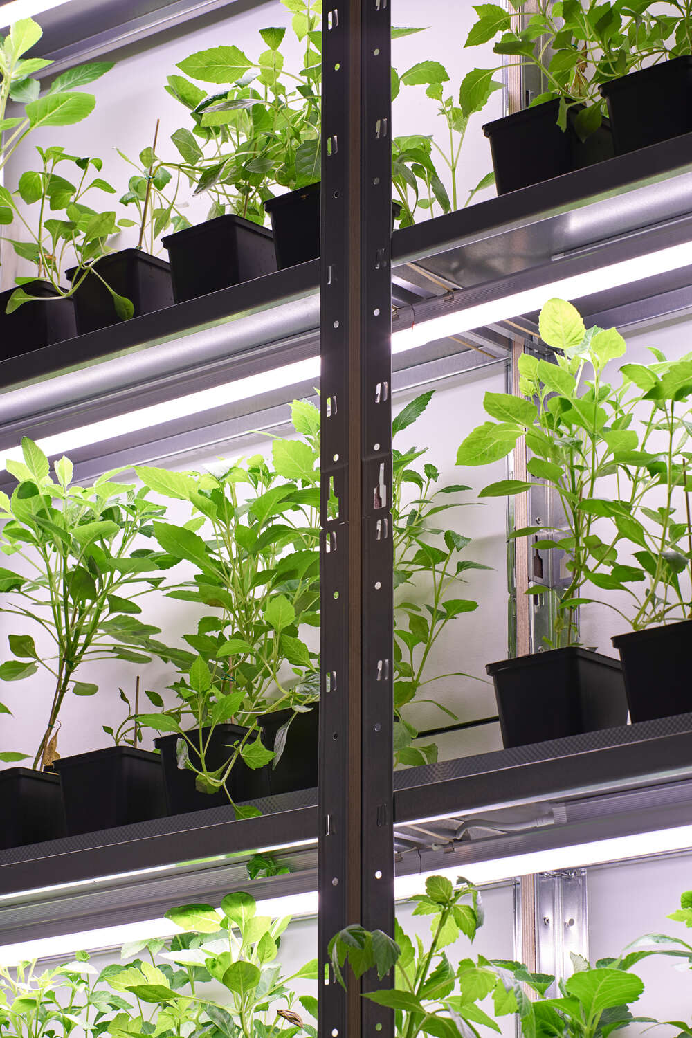 Flowertokens at Trust, www.trust.support (2018)