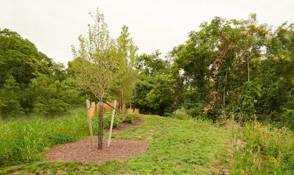 terra0, A tree; a corporation; a person. (DAO #01, Black gum tree, Pittsburgh PA) for the 58th Carnegie International at Carnegie Museum of Art, Pittsburgh (2022)